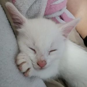 Meet your Posher, Troy